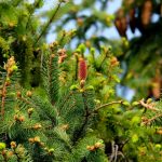 Pomul de Crăciun de la Chișinău vine din Ucraina