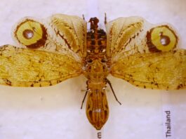 Gândacul crocodil
