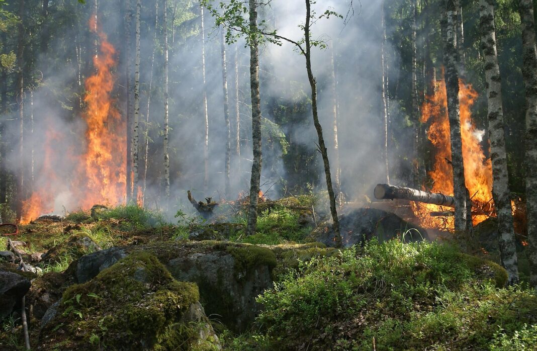 Incendiile forestiere au distrus peste un milion de hectare de teren – o suprafaţă mai mare decât Cipru