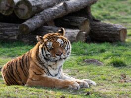Zoo Ploiesti