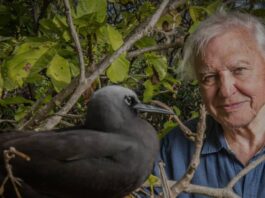 „Simt, cu siguranță, pierderea fără sens a lumii naturale. Sper că această emoție se transmite”- Sir David Attenborough