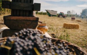 Domeniul Strehan administrează aproximativ 18 hectare de viță-de-vie în regiunea Dealu Mare