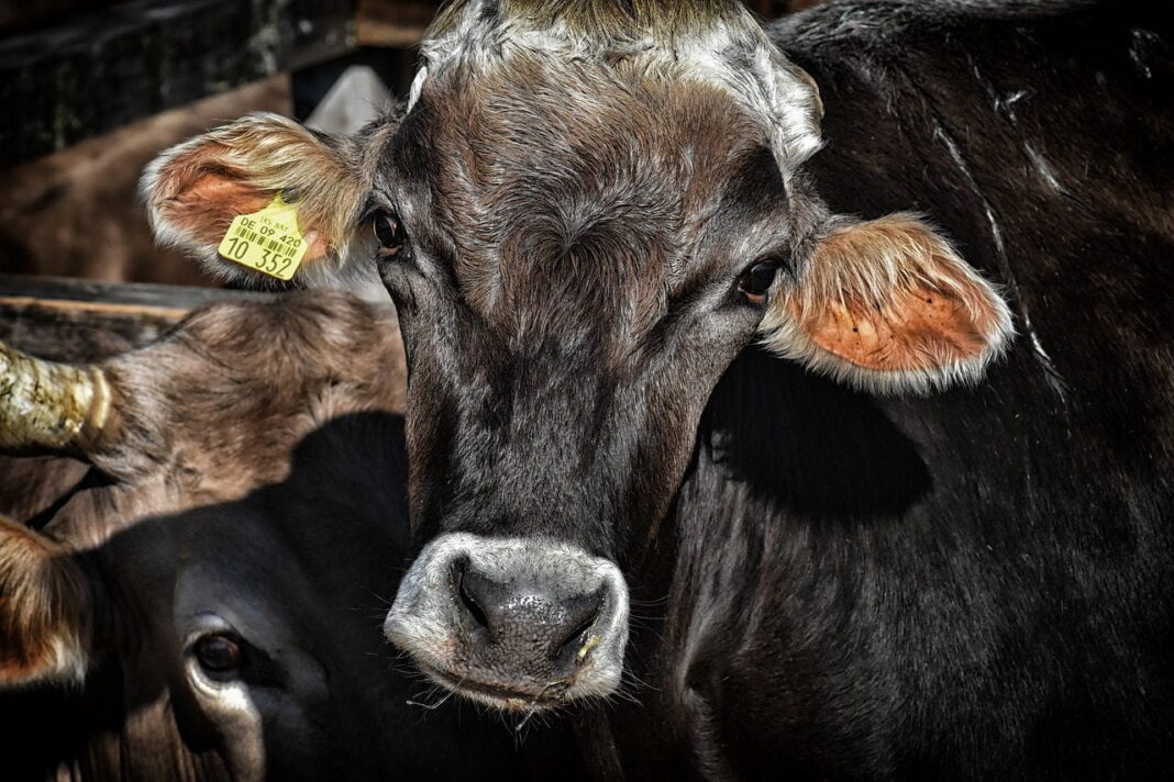 Fermierii axați pe creșterea de bovine ar urma să primească o sumă de peste 50 de euro pe cap de animal