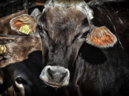 Fermierii axați pe creșterea de bovine ar urma să primească o sumă de peste 50 de euro pe cap de animal