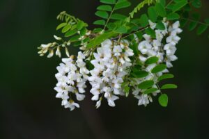 Florile de salcâm au fost folosite pentru vopsitul bumbacului și firelor de mătase în galben