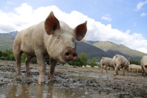 Sectorul suin va beneficia de un sprijin de 12 euro pentru fiecare porc pentru îngrășare