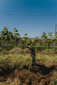 DAVINO administrează peste 76 de hectare de viță-de-vie în proprietate și alte șapte hectare în arendă