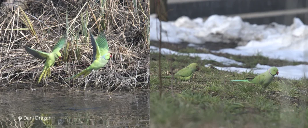 O specie surprinzător de rezistentă la clima temperată și chiar la iernile geroase