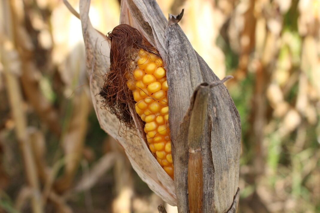 Super El Niño va afecta puterni economia mondială