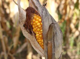 Super El Niño va afecta puterni economia mondială
