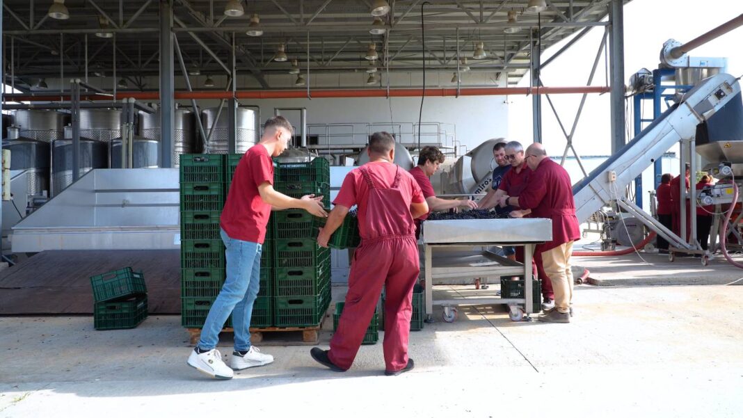Oenologul Fiorenzo Rista este implicat în toate etapele producției vinurilor marca Viile Metamorfosis. El lucrează umăr la umăr cu echipa sa