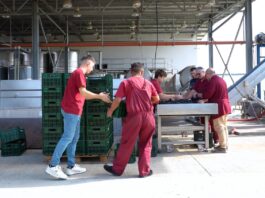 Oenologul Fiorenzo Rista este implicat în toate etapele producției vinurilor marca Viile Metamorfosis. El lucrează umăr la umăr cu echipa sa